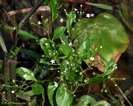 {Samolus parviflorus}